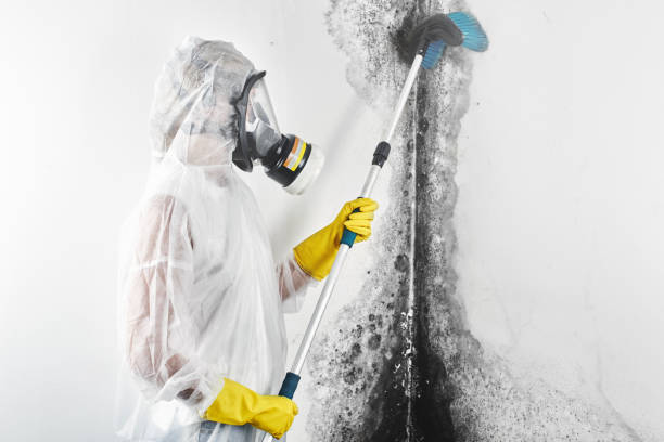 Best Forensic Mold Investigation  in Dent, OH