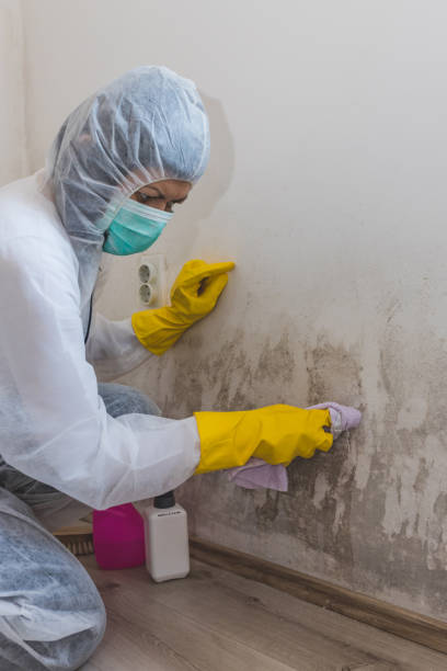 Best Asbestos and Lead Testing During Mold Inspection  in Dent, OH