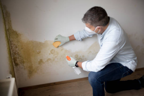 Best Biohazard Mold Removal  in Dent, OH