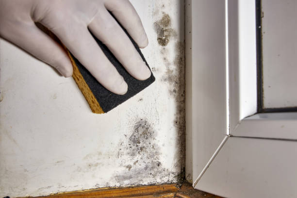 Best Emergency Mold Remediation  in Dent, OH