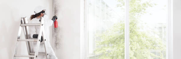 Best Attic Mold Removal  in Dent, OH